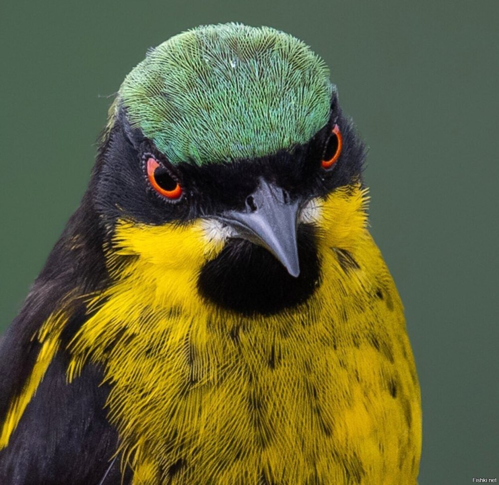 Желтобрюхий попугайчик