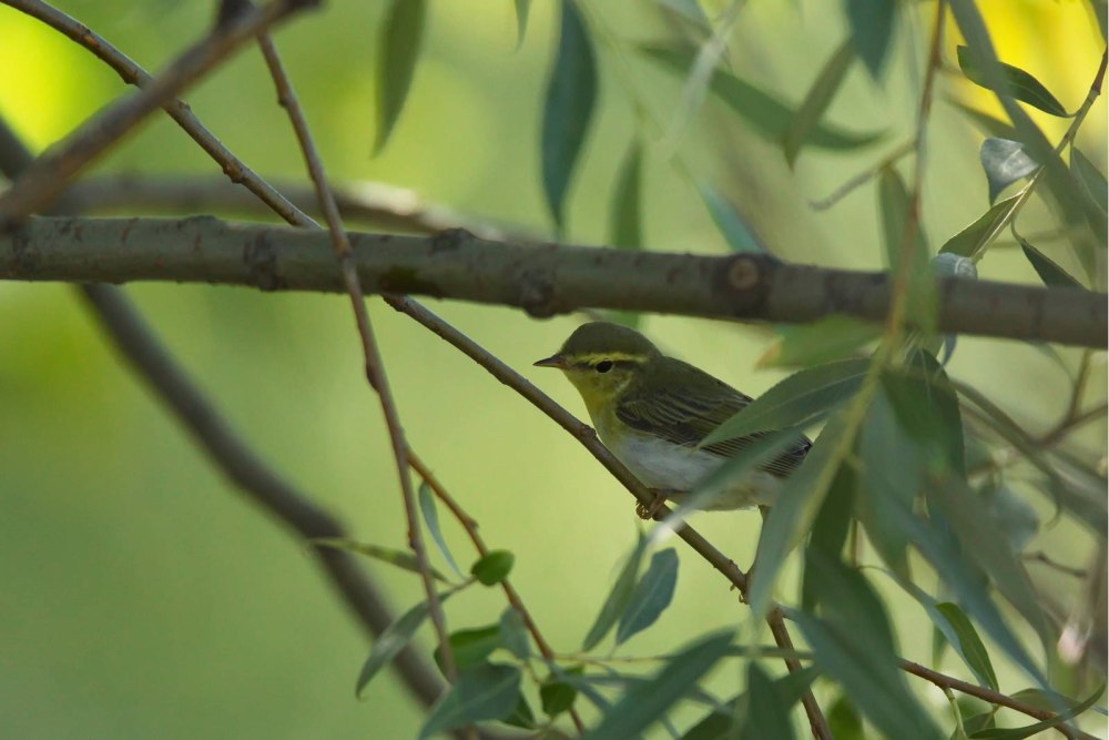 Пеночка-трещотка (Phylloscopus sibilatrix)