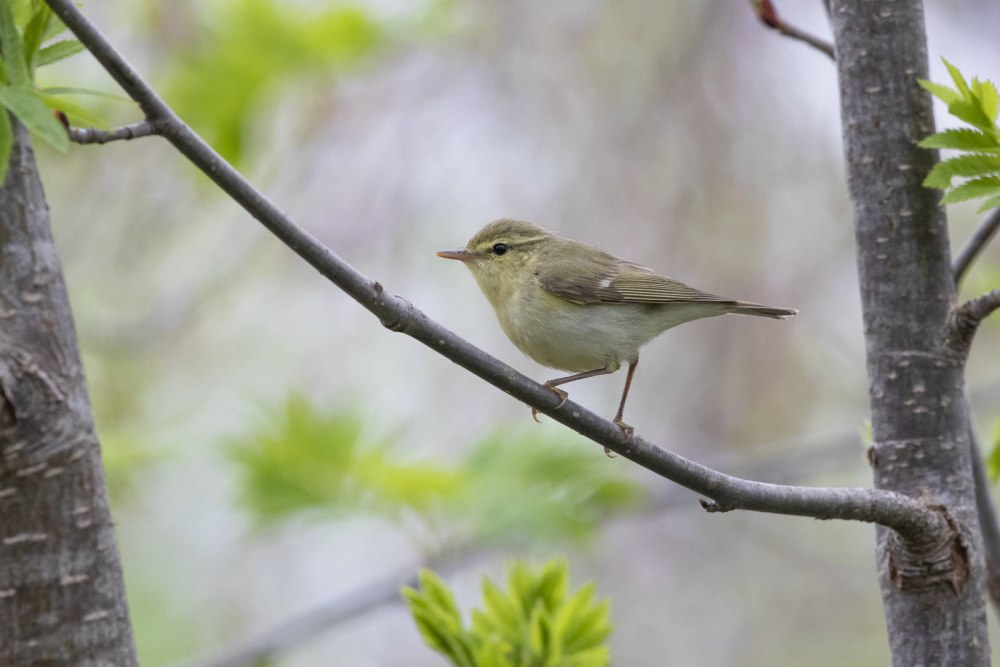 Желтобрюхая пеночка голос