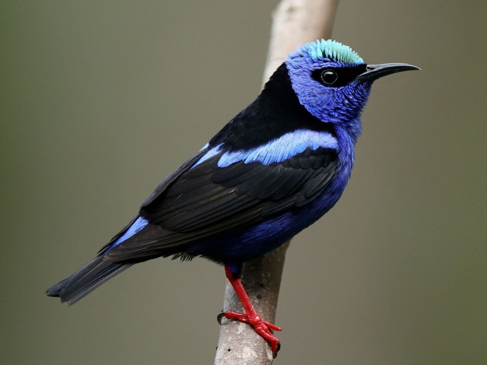 Фото птицы Palila Aaron Maizlish