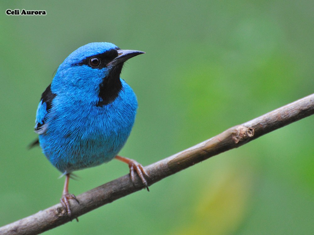 Dacnis lineata