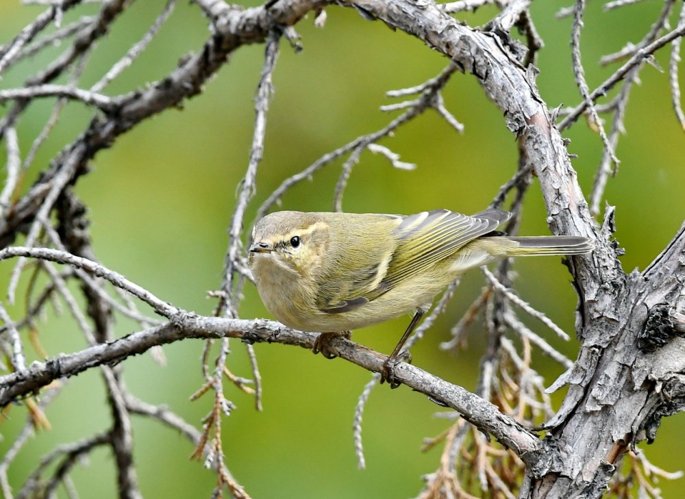 Корольковая пеночка ареал