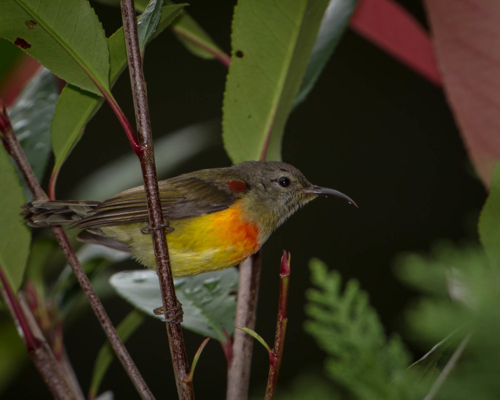 Нектарница Гульда