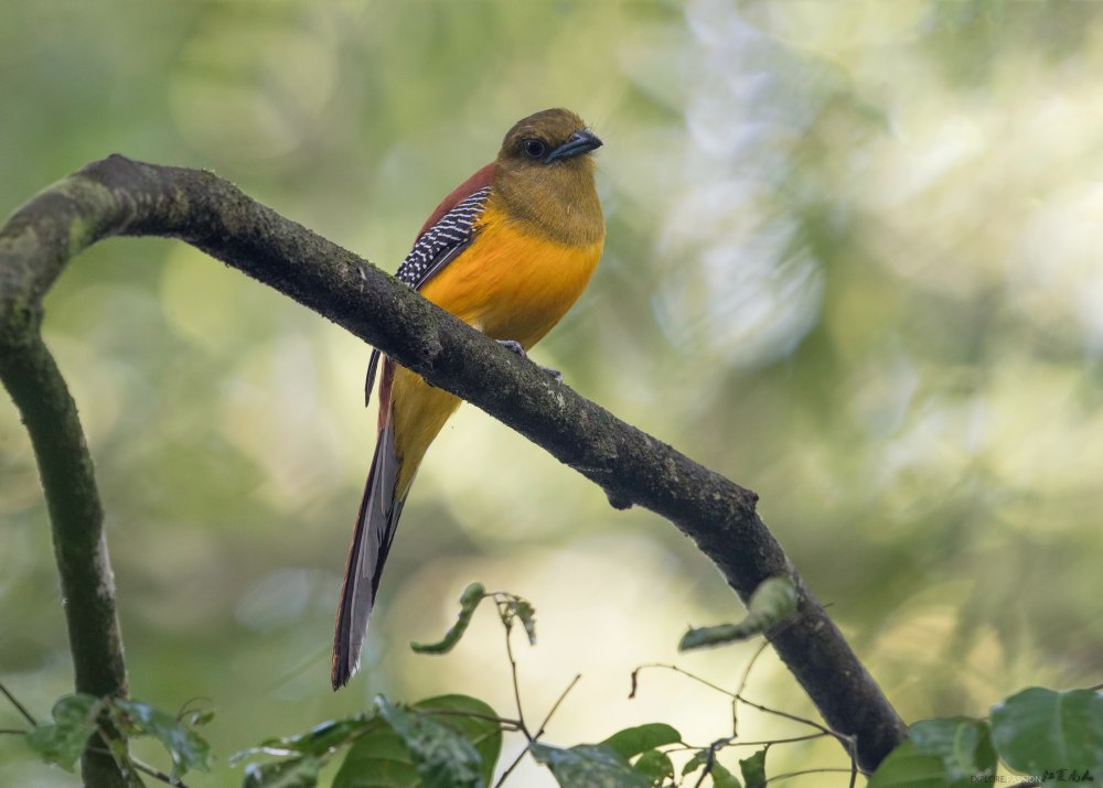 HARPACTES orrhophaeus