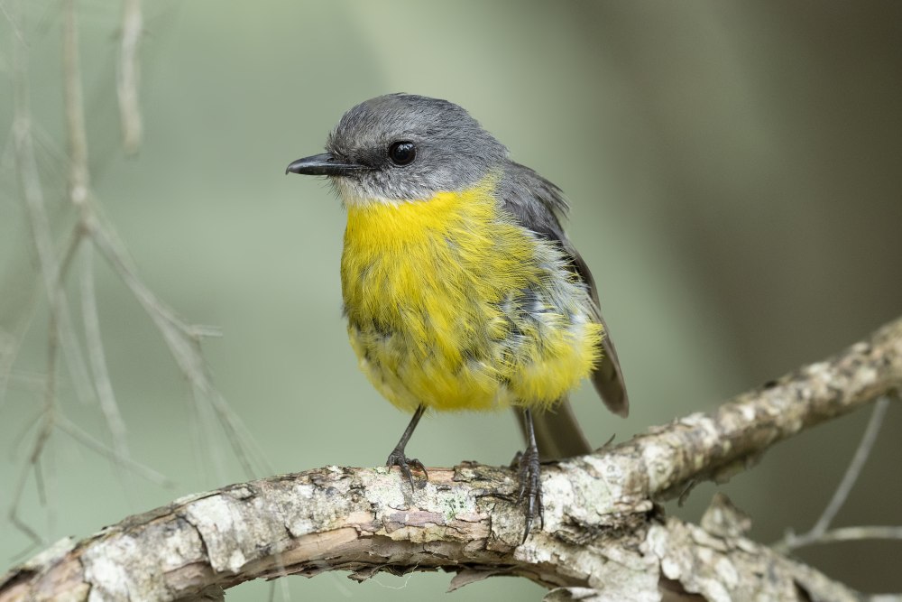 Трёхцветная мухоловка