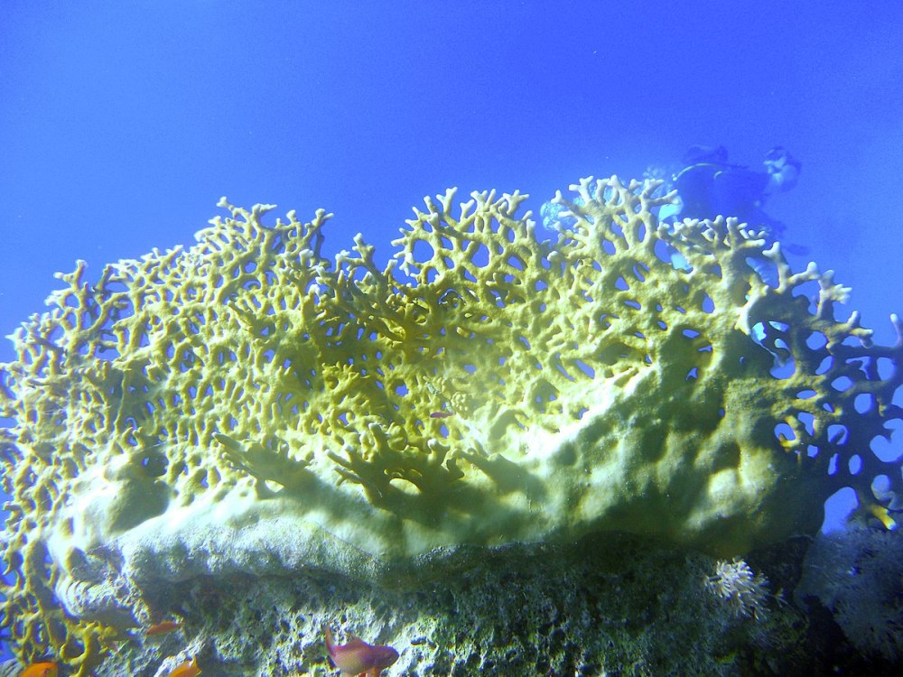 Millepora dichotoma Forskal