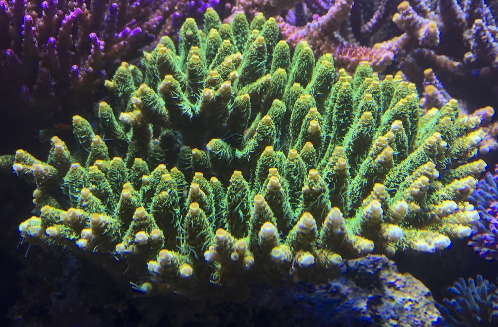 Огненный коралл Millepora complanata