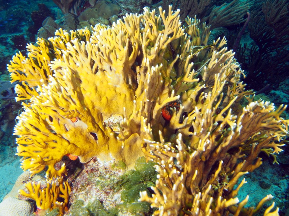 Огненный коралл Millepora complanata