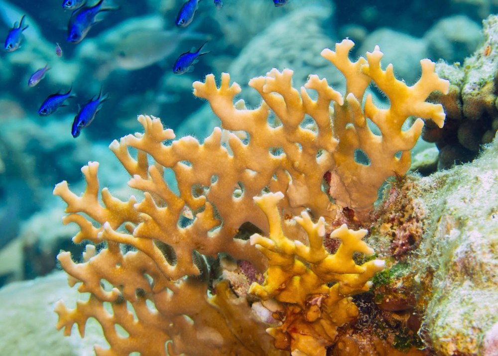 Огненный коралл Millepora complanata