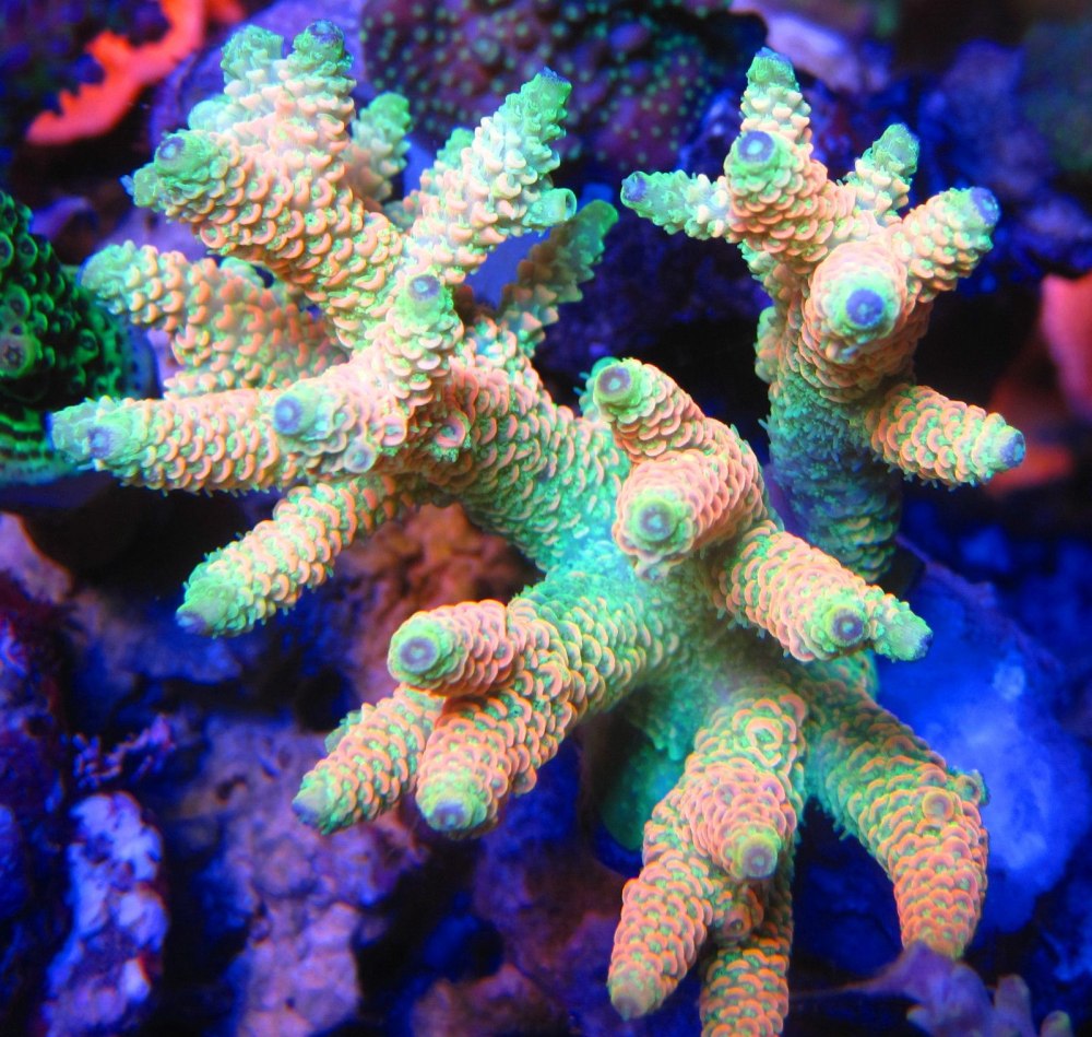 Мадрепоровый коралл Acropora