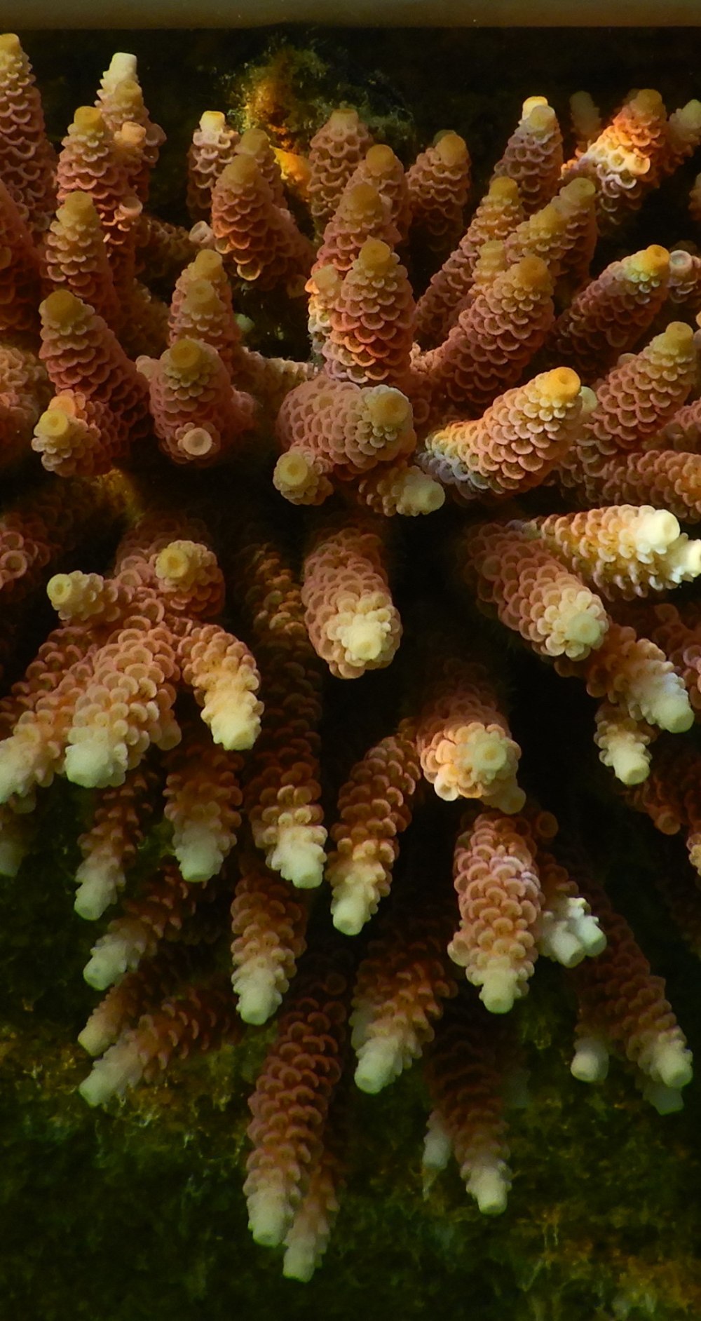 Acropora Millepora Lemon Sour