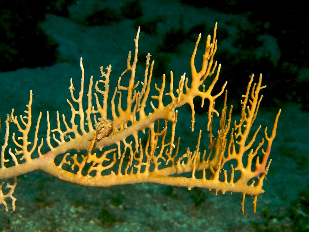 Кораллы Millepora