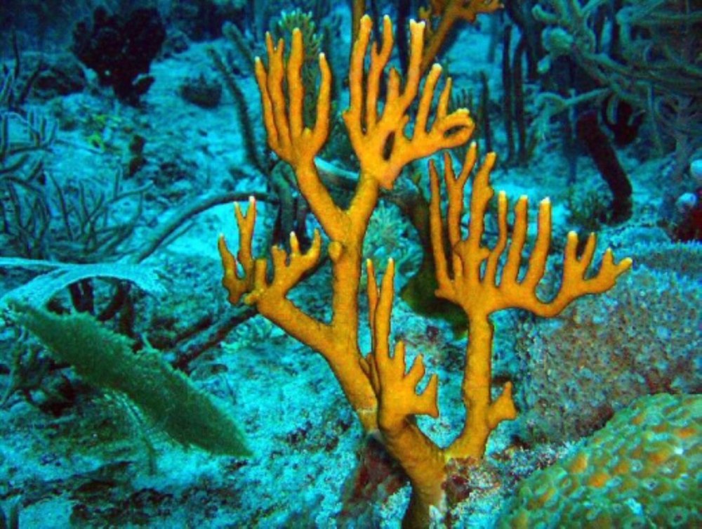 Millepora alcicornis