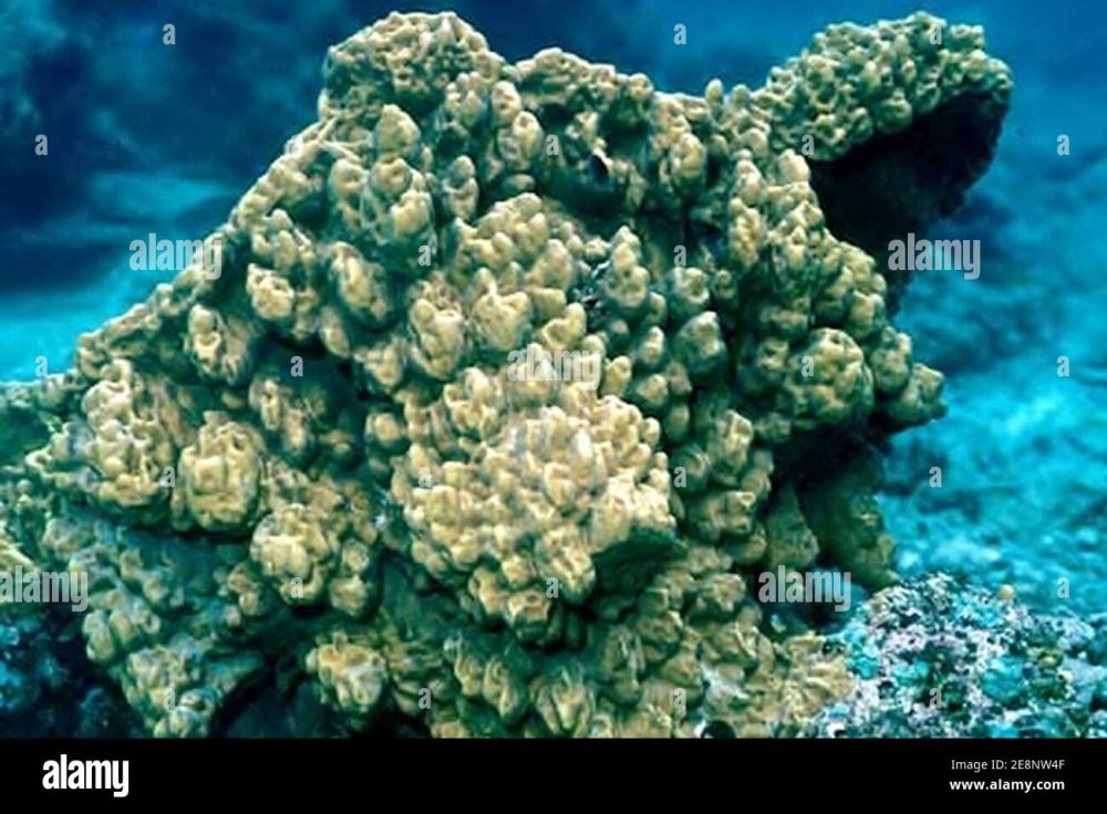 Millepora platyphylla