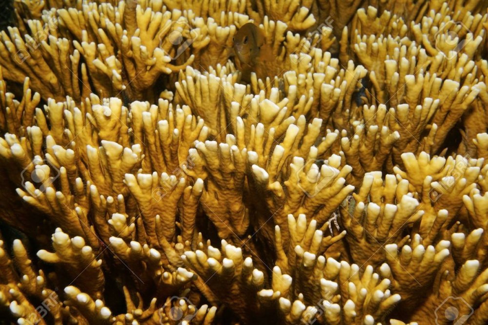 Millepora alcicornis