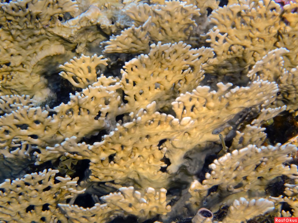 Огненный коралл Millepora complanata