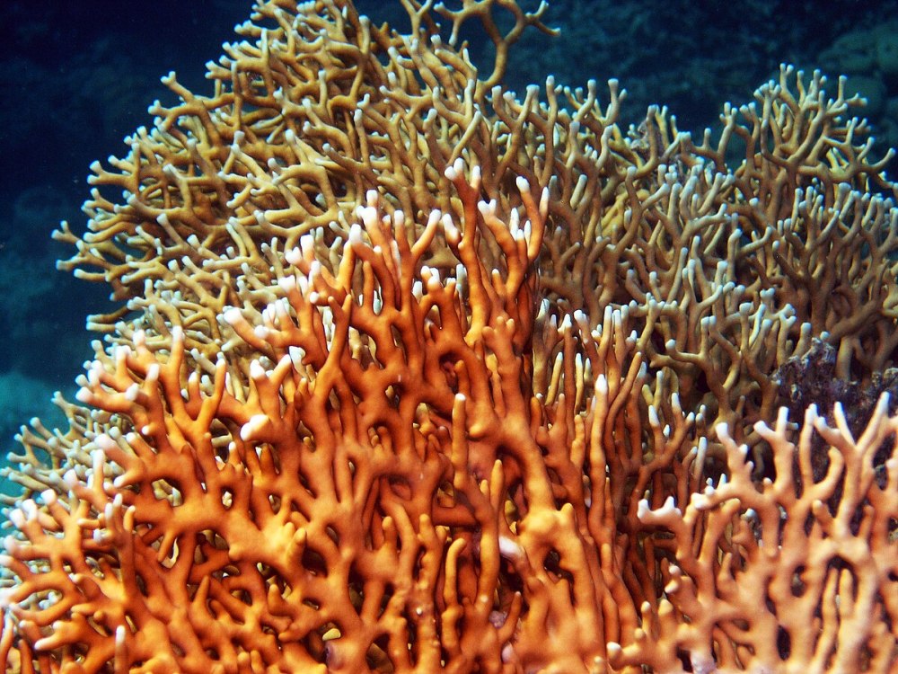 Кораллы Millepora
