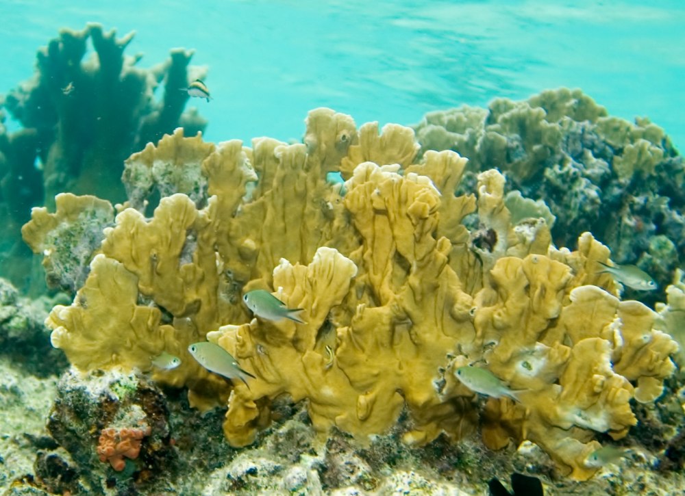Кораллы Millepora