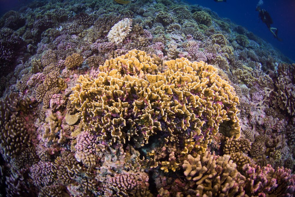 Огненный коралл Millepora complanata