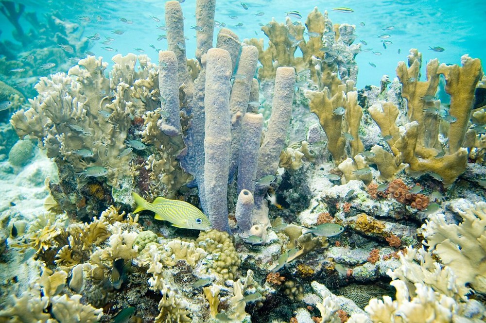 Gnathia marleyi