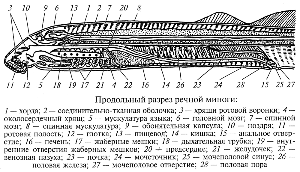 Пищеварительная система миноги схема