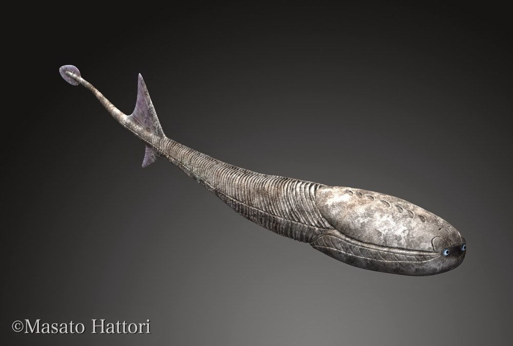 Sacabambaspis Janvieri