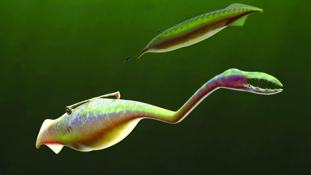 Tullimonstrum gregarium