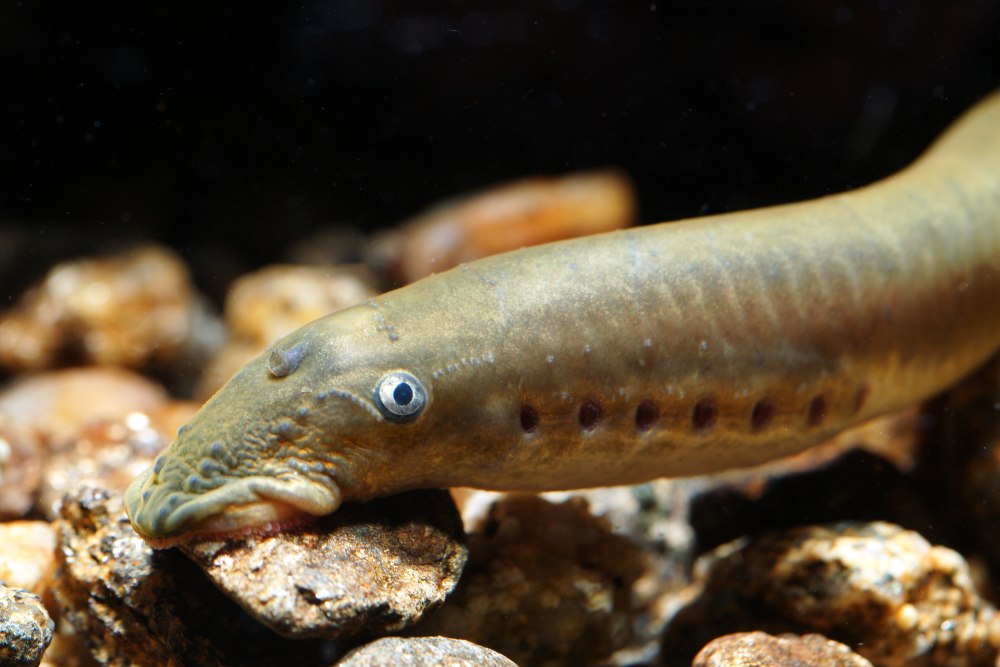 Морская минога (Petromyzon Marinus)