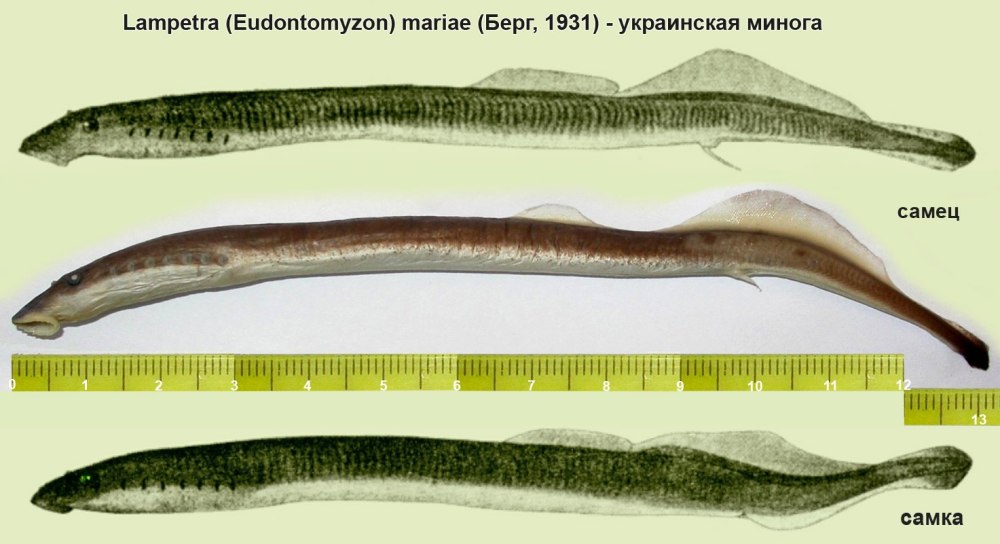Речная минога Пресноводная рыба