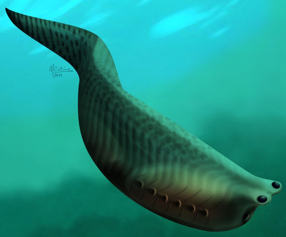 Metaspriggina Walcotti