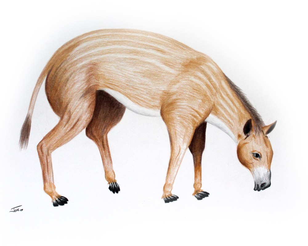 Eohippus Hyracotherium
