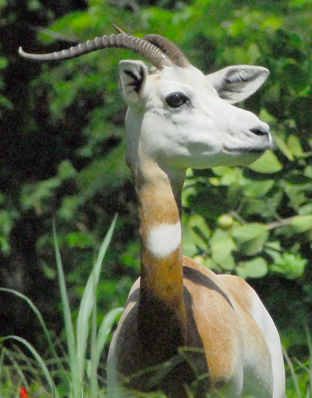 Газель Gazella