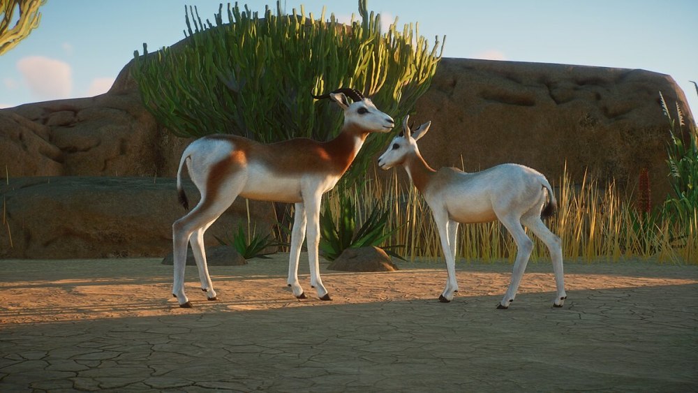 Arabian Sand Gazelle