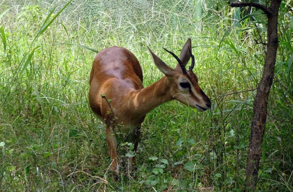 Gazella bennettii