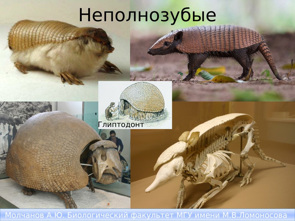 Неполнозубые череп