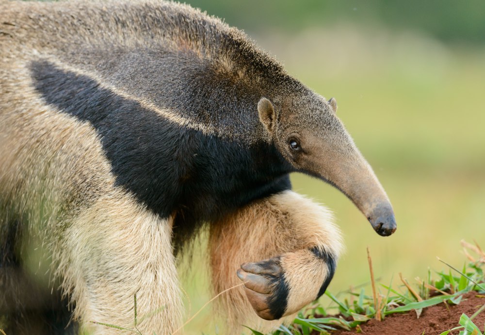Anteater реклама