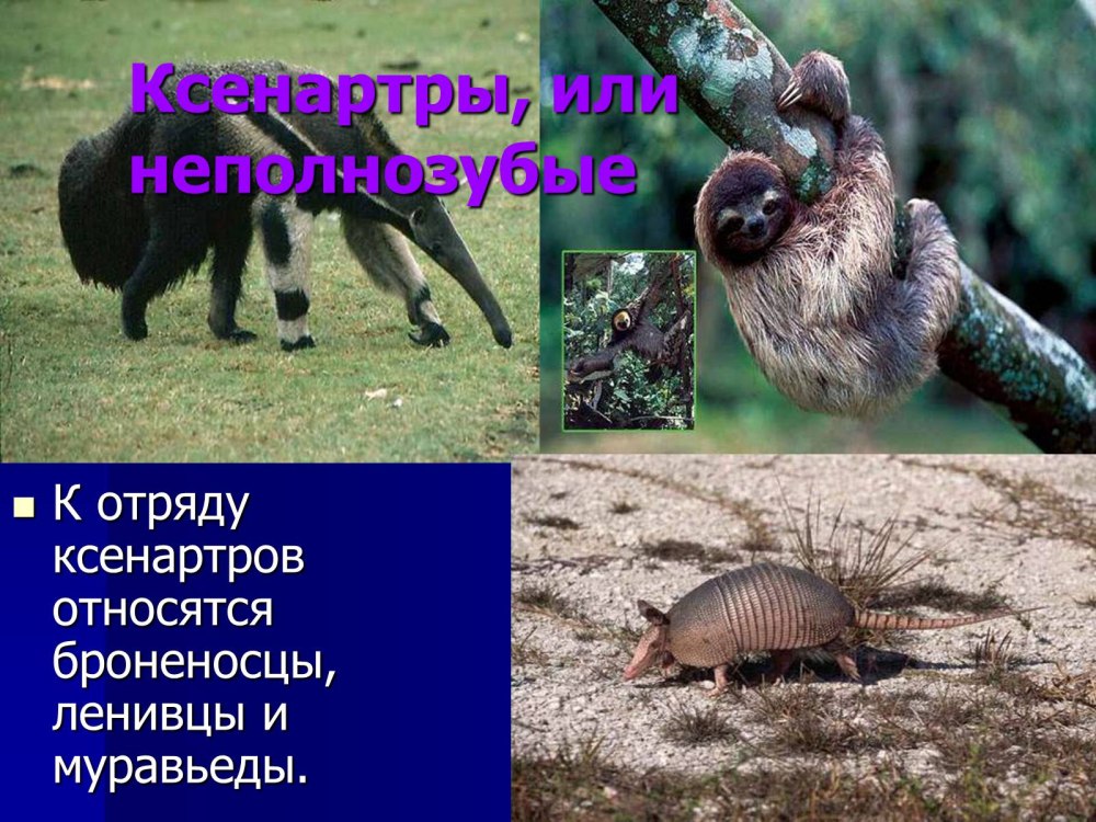 Отряд неполнозубые представители