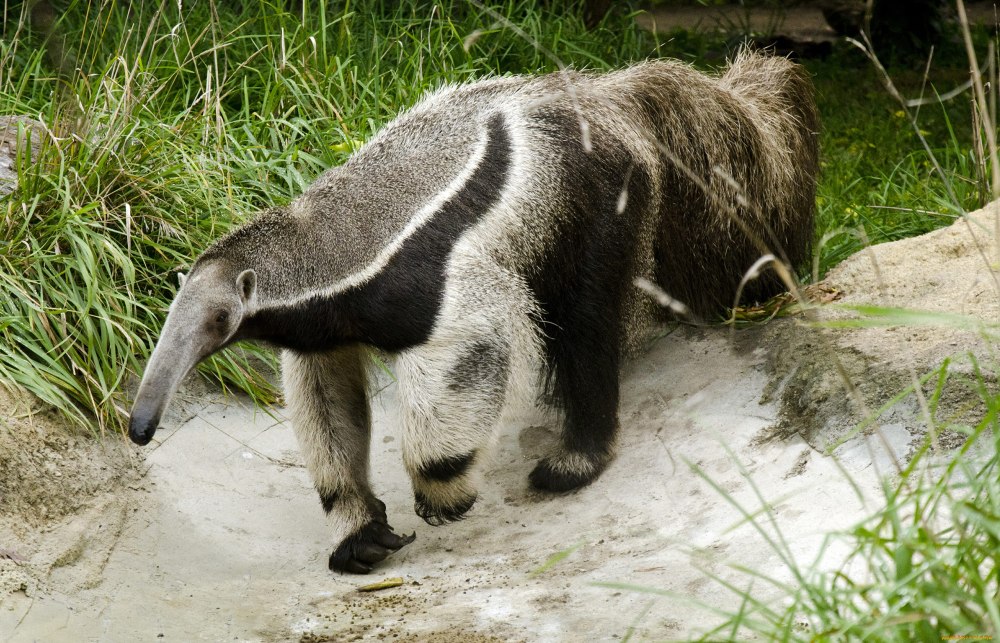 Giant Anteater