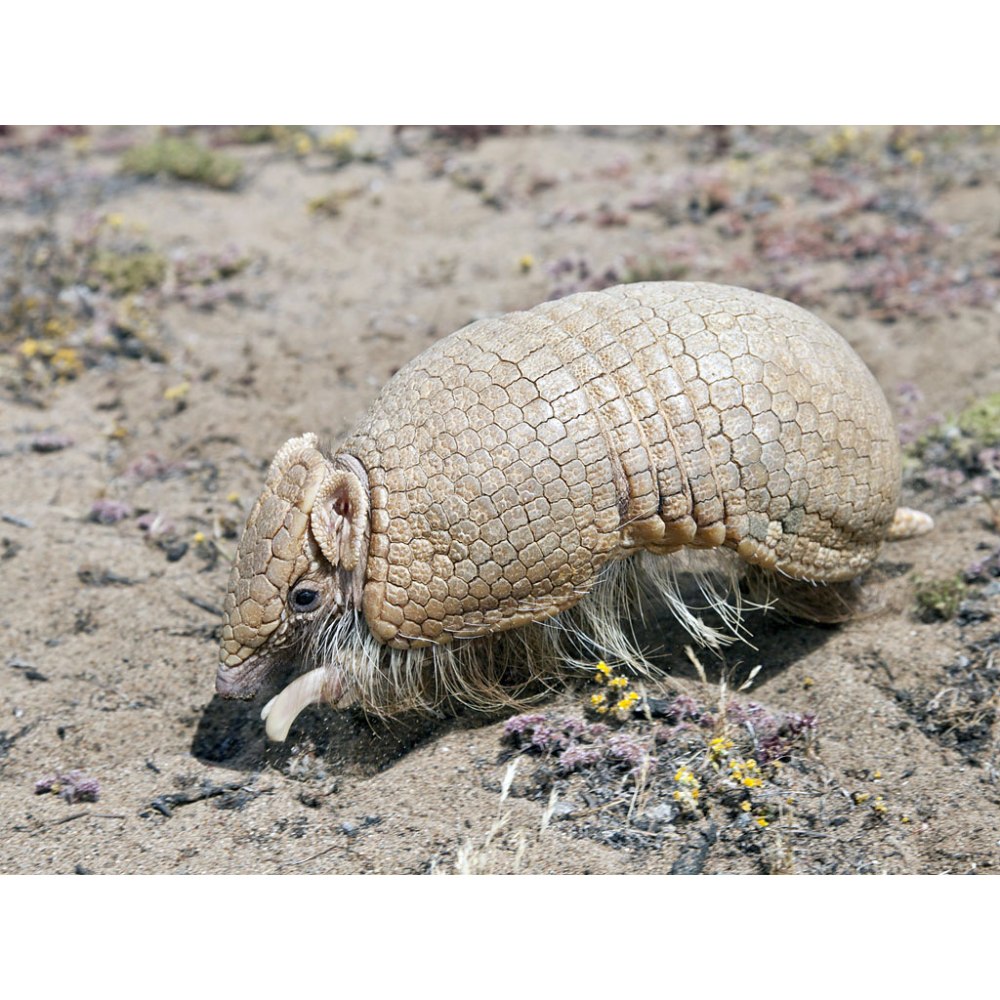 Трехпоясный броненосец (Tolypeutes tricinctus)
