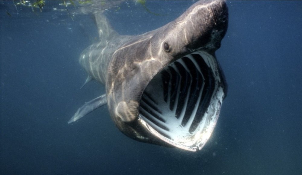 Большая акула Cetorhinus Maximus