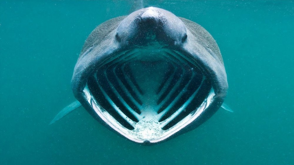 Гигантская акула (basking Shark)