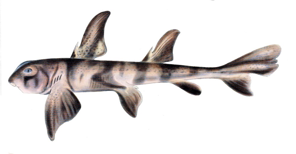 Heterodontus Zebra