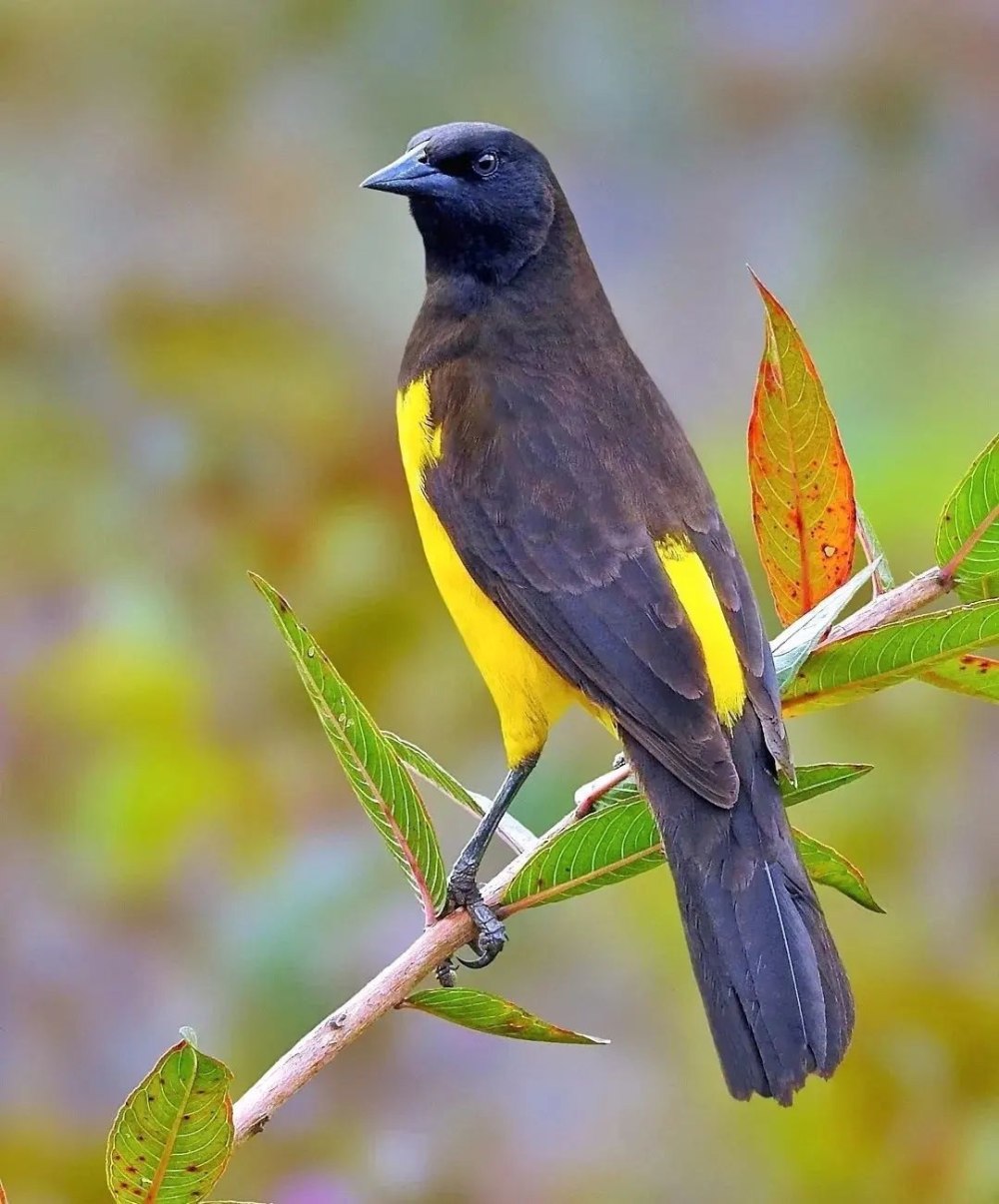 Best Birds photo