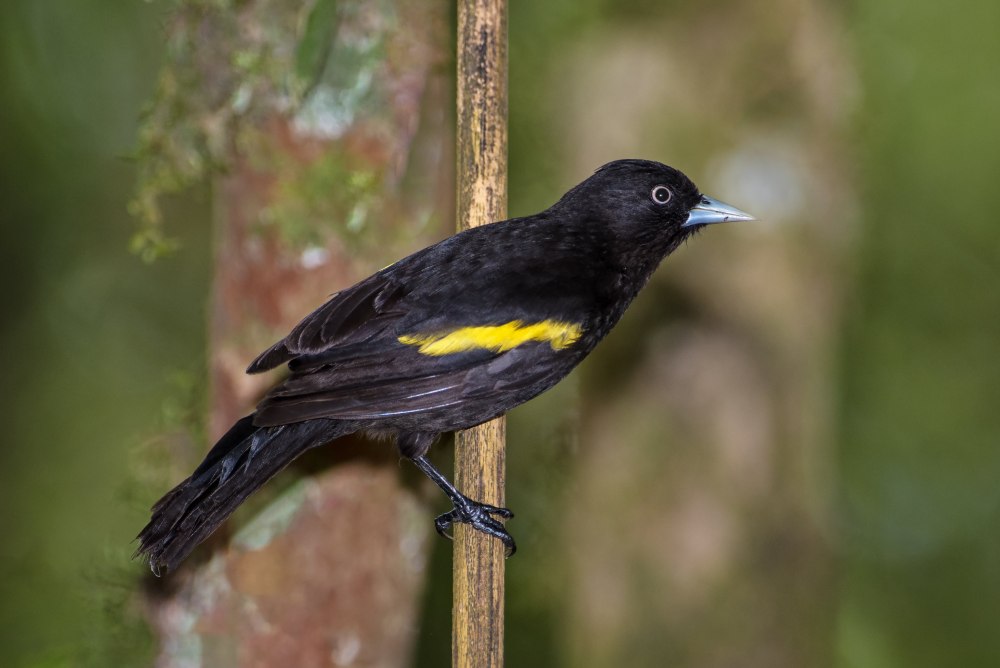Hemibalistes chrysopterus