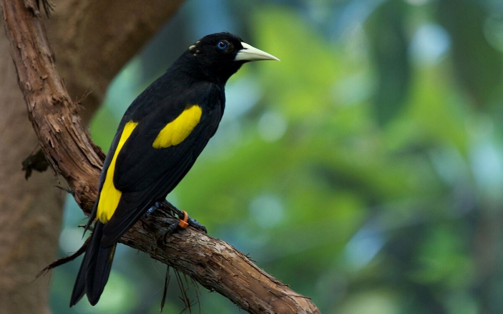 Bird Zoo