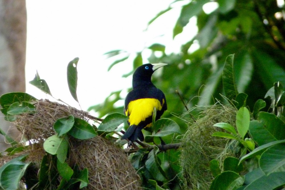 Prionocala Cacicus