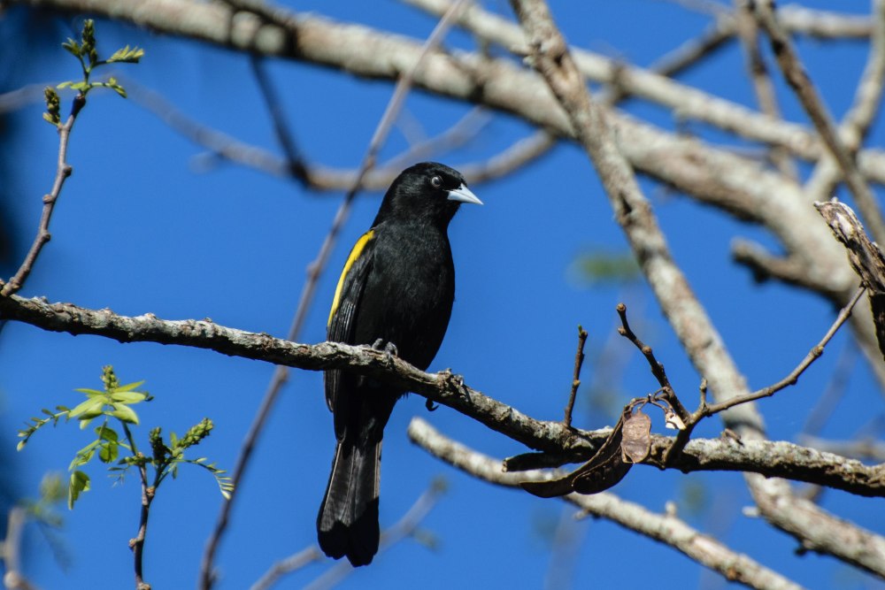 Hemibalistes chrysopterus