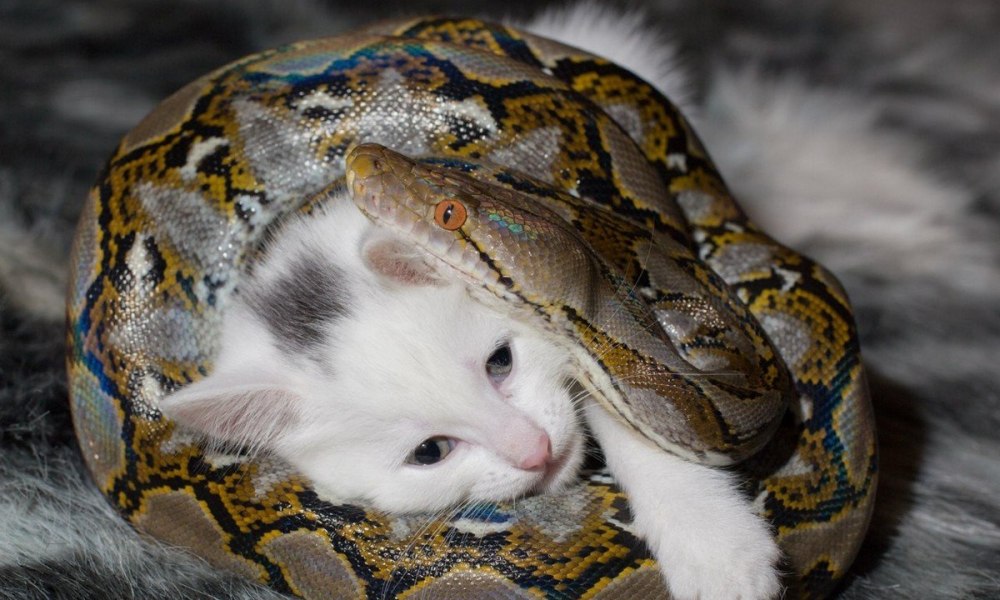 Королевский питон и кошка