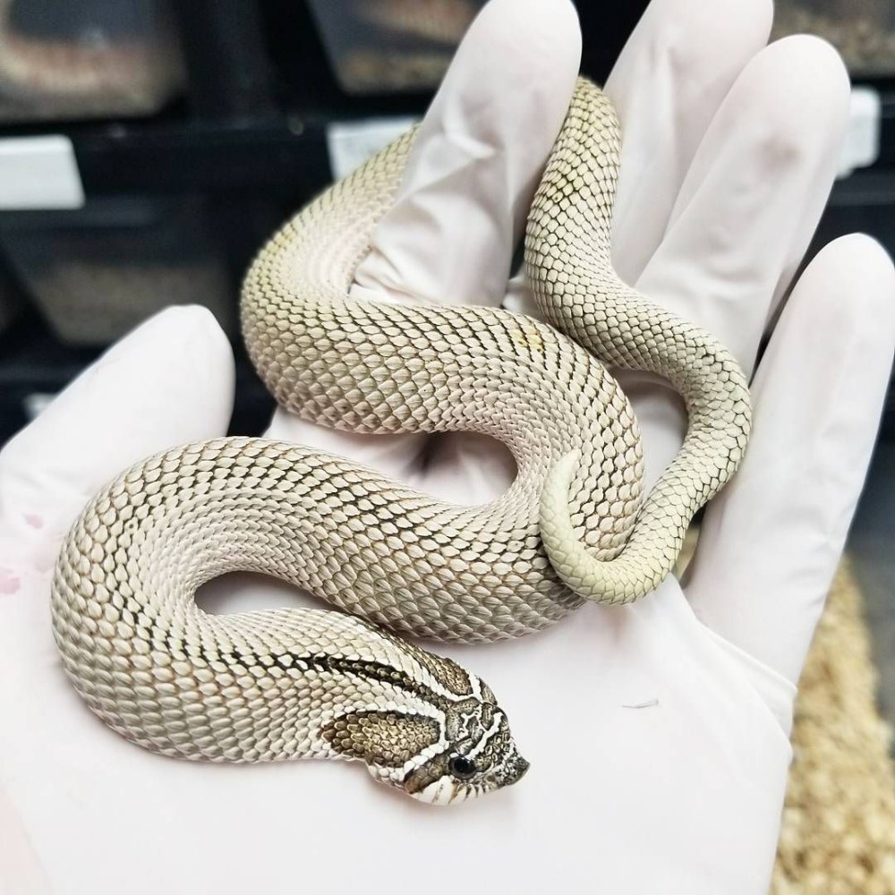 Red Albino Conda змея