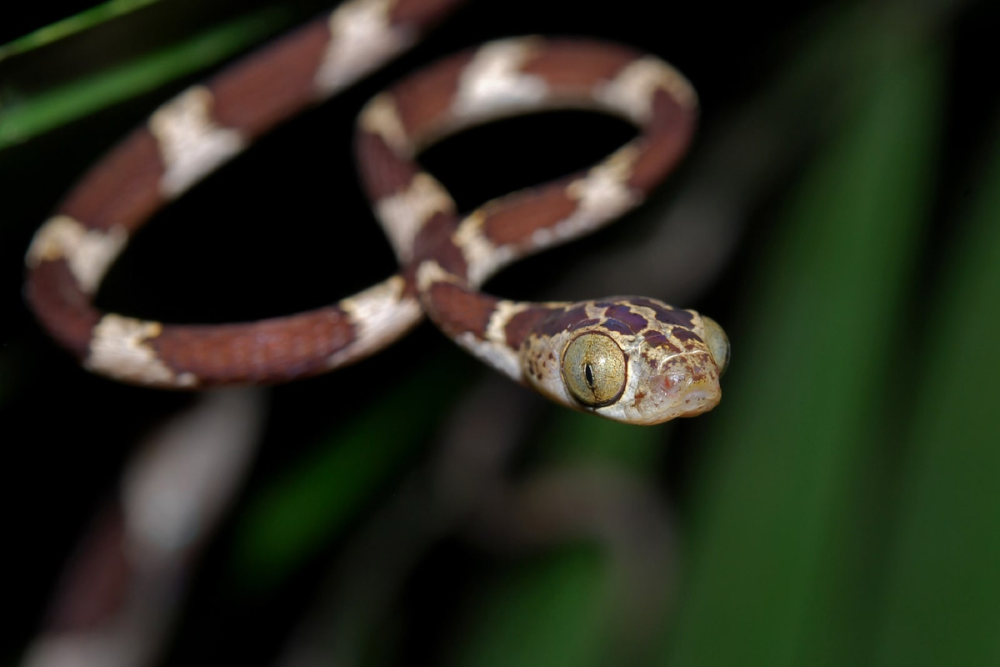 Imantodes inornatus
